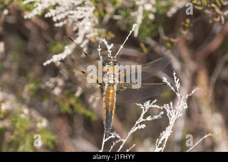 Four-spotted chaser dragonfly (Libellula quadrimaculata) Banque D'Images