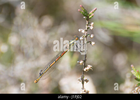 Les grandes demoiselles Pyrrhosoma nymphula (rouge) perché sur Heather - les premières espèces de demoiselles à émerger au printemps Banque D'Images