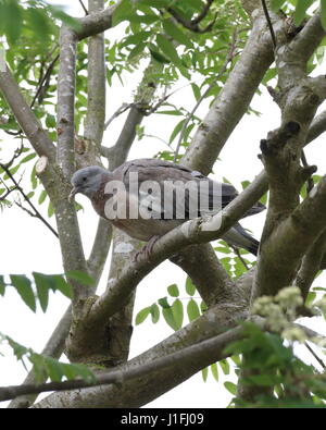 Jeune Pigeon ramier Banque D'Images