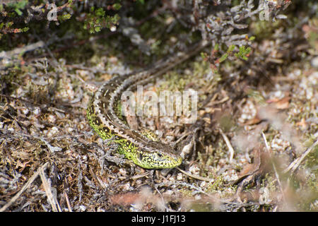 Close-up de l'homme lézard sable coloré (Lacerta agilis) à Surrey, UK Landes Banque D'Images