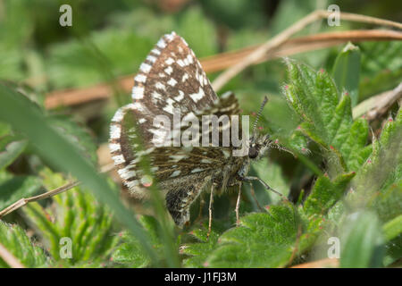 Portrait de femme ã papillon (Pyrgus malvae skipper) ponte Banque D'Images