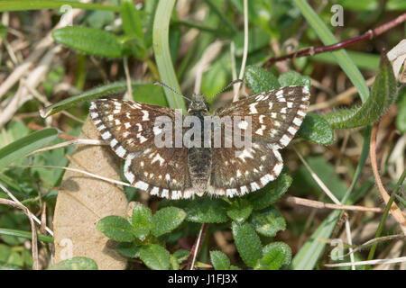 Close-up of ã papillon hespérie (Pyrgus malvae) au soleil avec les ailes ouvertes Banque D'Images