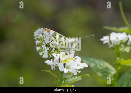 Close-up of orange mâle-tip (Anthocharis cardamines papillon) sur l'alliaire officinale, UK Banque D'Images