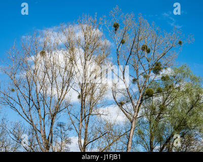 Printemps, le gui dans les arbres contre le ciel bleu, paysage près de l'Eifel à Lauperath, près de Daun, Eifel, Allemagne Banque D'Images