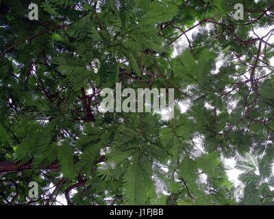 Une vue sur la face inférieure d'un arbre avec des feuilles de fougère Banque D'Images