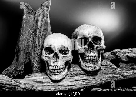 Still Life peinture photographie avec couple crâne humain sur l'arbre sec, l'arrière-plan sombre de style monochrome et d'horreur pour l'halloween Banque D'Images
