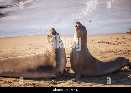 Les jeunes éléphants de combat, Éléphant de Piedras Blancas Rookery, San Simeon, en Californie Banque D'Images