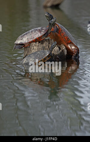 À ventre rouge du nord cooter. Pseudemys rubriventris, le pèlerin. Maryland Banque D'Images