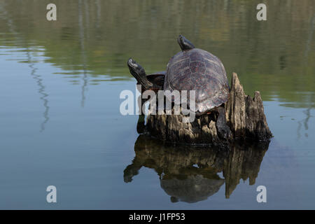 À ventre rouge du nord cooter. Pseudemys rubriventris, le pèlerin. Maryland Banque D'Images