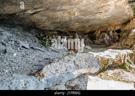 Oman ; Cavern dans Al Hajar de montagnes à Jebel Shams Banque D'Images