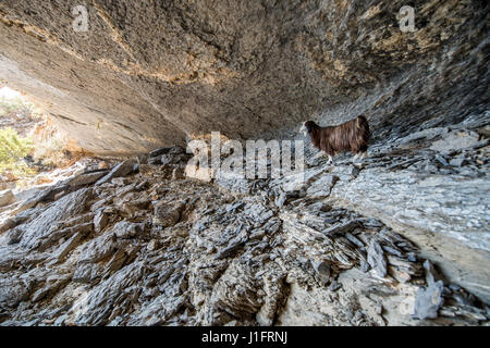 Oman ; chèvre dans cavern dans Al Hajar de montagnes à Jebel Shams Banque D'Images