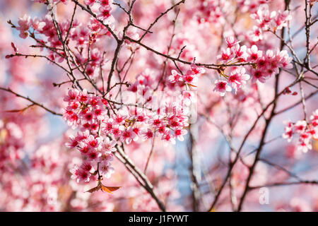 Cherry Blossom in Khun Wang Chiang Mai, Thaïlande. Banque D'Images