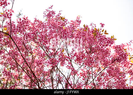 Cherry Blossom in Khun Wang Chiang Mai, Thaïlande. Banque D'Images