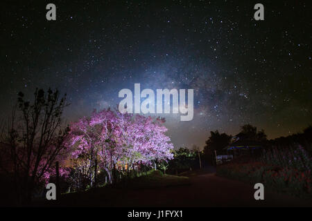 Voie lactée et cherry blossom pathway dans Khun Wang ChiangMai, Thaïlande.longue exposition photographie.avec grain Banque D'Images