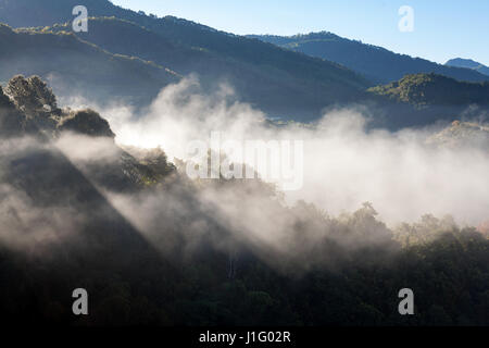 Matin brumeux dans la plantation de thé Doi Ang Khang, Chiang Mai, Thaïlande Banque D'Images