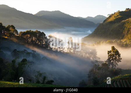 Misty morning sunrise strawberry garden à la montagne Doi angkhang, Chiangmai Thailand Banque D'Images