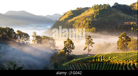 Misty morning sunrise strawberry garden à la montagne Doi angkhang, Chiangmai Thailand Banque D'Images