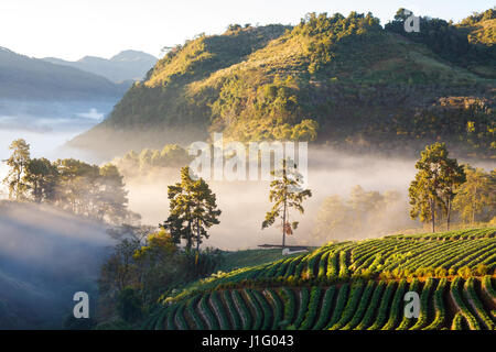 Misty morning sunrise strawberry garden à la montagne Doi angkhang, Chiangmai Thailand Banque D'Images