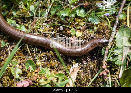 Ver-lent avec ant au décor boisé, Anguis fragilis, l'Anguis fragilis, lent ou ver, est un lézard reptile dépourvu originaire d'Eurasie. blindworm.apodes Banque D'Images