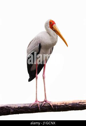 Bec oiseau jaune Cigogne debout on tree branch Banque D'Images