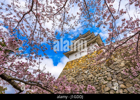 Akashi, le Japon au château d'Akashi au printemps. Banque D'Images