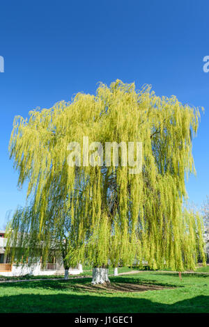 Big willow tree against blue clear sky Banque D'Images