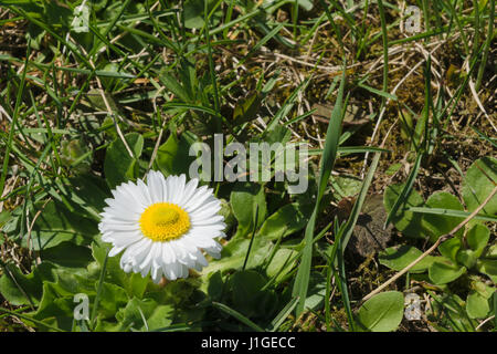 Paralute sauvages Bellis perennis - une politique commune de l'espèce de Daisy Banque D'Images