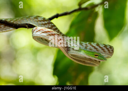 Whipsnake Oriental, asiatique Vine green Snake (Ahaetulla prasina) Tangkoko dans la réserve naturelle de la faune du nord de Sulawesi, Indonésie Banque D'Images