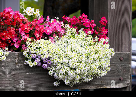 Sur les fleurs de différentes variétés d'arbustes sont plantés dans un panier situé sur la véranda en bois couverte de bois non peint naturel. Banque D'Images