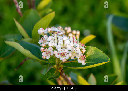 Aronia melanocarpa les fleurs et les feuilles Banque D'Images