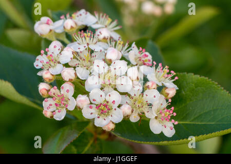 Aronia melanocarpa les fleurs et les feuilles Banque D'Images