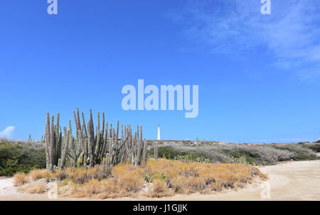 Grand groupe de cactus dans Noord Aruba sur la côte nord d'Aruba. Banque D'Images