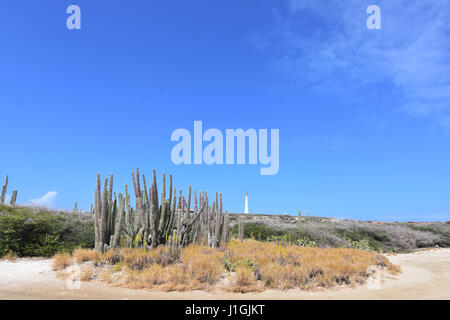 Cactus debout dans un grand groupe sur Aruba la Côte-Nord. Banque D'Images