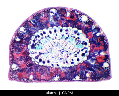 Aiguille de pin cross-section sous le microscope, l'arrière-plan, (Pinus) Banque D'Images