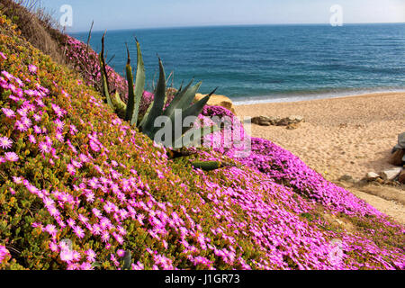 Barcelone/Espagne - 12 avril 2017 : fleurs de printemps qui fleurit sur la plage de Sant Pol de Mar près de Barcelone Banque D'Images