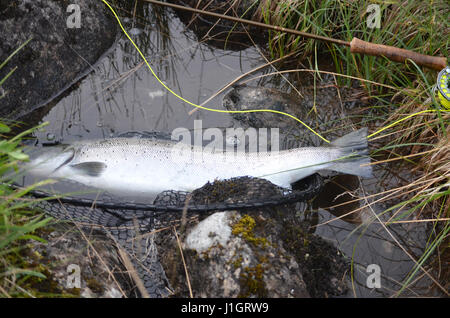 Débarqué de la truite de mer se trouvant dans l'eau sur le net sans nœud en plus de canne à mouche et jaune ligne de mouche Banque D'Images