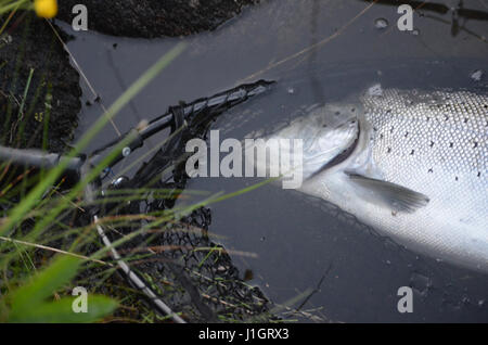 La partie avant de la truite de mer se trouvant dans l'eau sur un filet sans noeuds Banque D'Images