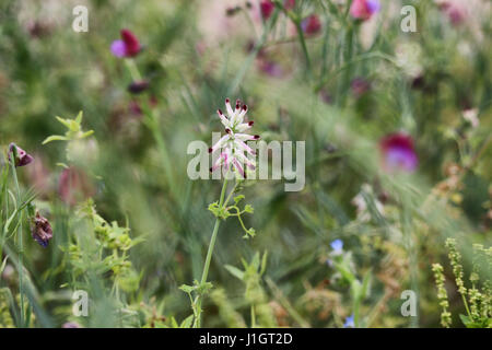 Barcelone/Espagne - 12 avril 2017 : fleurs de printemps qui fleurit sur la plage de Sant Pol de Mar près de Barcelone Banque D'Images