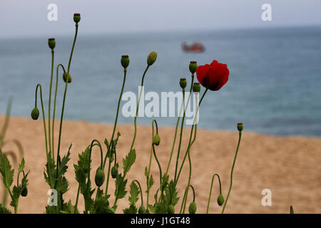 Barcelone/Espagne - 12 avril 2017 : fleurs de printemps qui fleurit sur la plage de Sant Pol de Mar près de Barcelone Banque D'Images