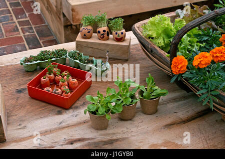Gros plan d'une frontière avec la floraison de fleurs Cirsium rivulare Altopurpureum Banque D'Images