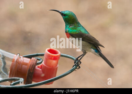 Collier double moindre sunbird sur convoyeur de sucre , Afrique du Sud Banque D'Images