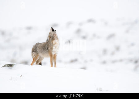 ( Kojote / Coyote Canis latrans ) en hiver, hurlements, debout dans la neige au sommet d'une colline, région de Yellowstone, Wyoming, USA. Banque D'Images