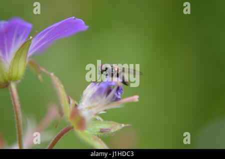 Petite mouche sur fleur pourpre Banque D'Images