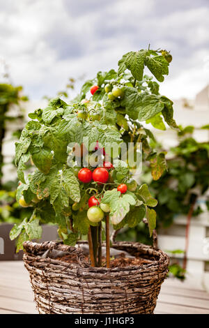 Image de jardin en pot plant de tomate. Banque D'Images