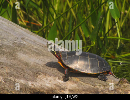 Sur la tortue peinte de log à Kejumkujik NP Banque D'Images