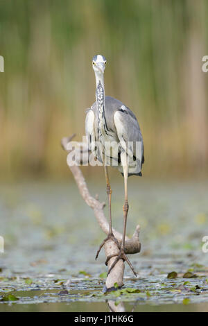 Héron cendré (Ardea herodias) la chasse des poissons dans l'eau, le parc national d'Hortobagy, Hongrie. Banque D'Images