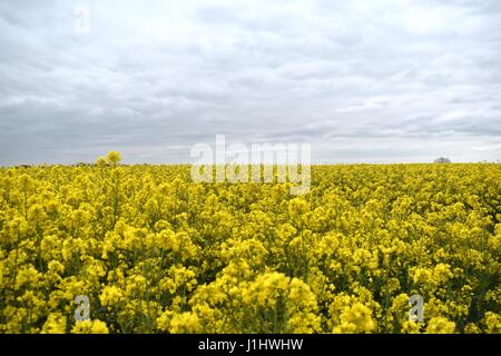 Champ de canola colza de fleurs jaunes en fleur Banque D'Images