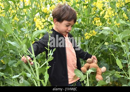 4 ans, petit garçon dans un champ de canola colza de fleurs jaunes avec teddy Banque D'Images