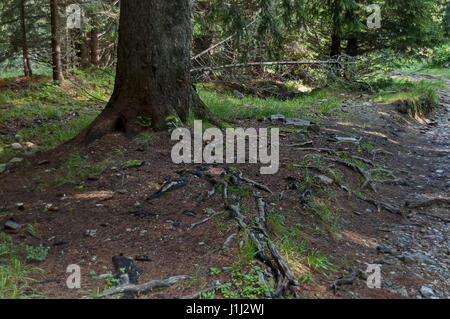 Voir l'herbe de Glade, et une partie du tronc d'un organisme vivant dans la partie centrale de la montagne de Rila, Bulgarie pointe vers Maliovitza Banque D'Images