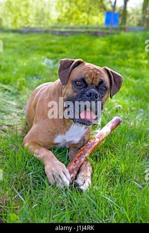 Chien Boxer, homme couché dans l'herbe, holding stick, alerte Banque D'Images